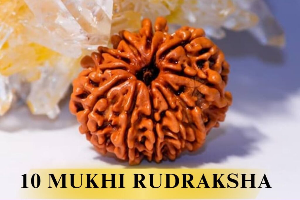 10-Mukhi-Rudraksha