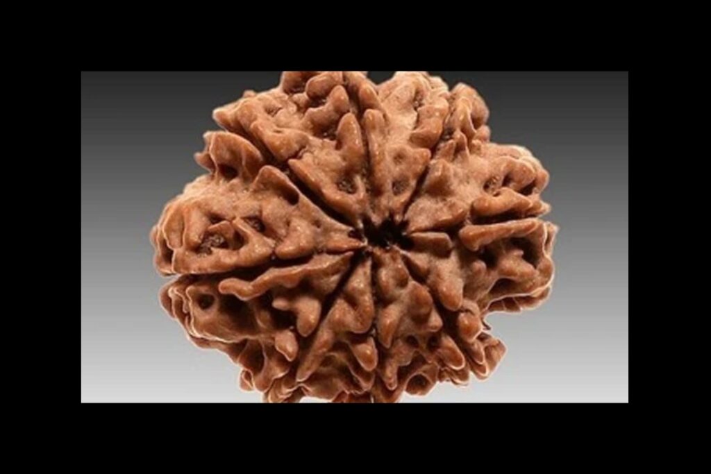 8-Mukhi-Rudraksha