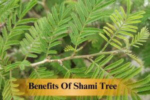 Benefits Of Shami Tree